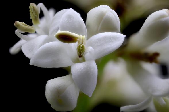4:1 Macro Japanese Privet using the AmScrop 4x Microscope Objective