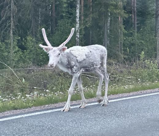 Valkoinen (ei albiino) poro jolkottelemassa tien varressa