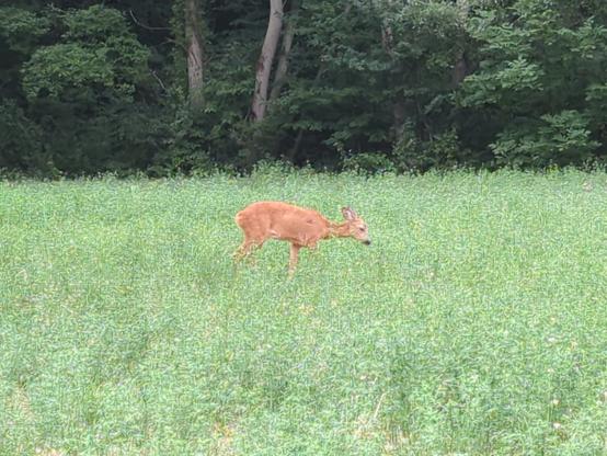 Ein braunes Reh steht unbekümmert in halbhohem Gras und frisst genüsslich. Dahinter ist Wald.