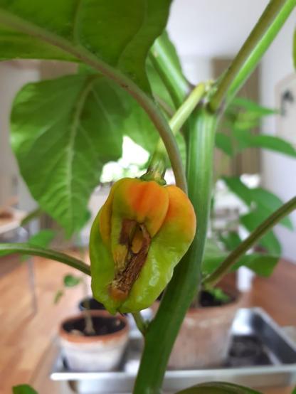 Close up of a fruit hanging from a chilli plant. Most of the fruit is already orange. There is a large hole in the middle of the fruit. There are more chilli plants in the background.