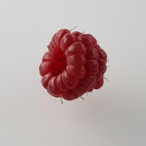 Himbeere