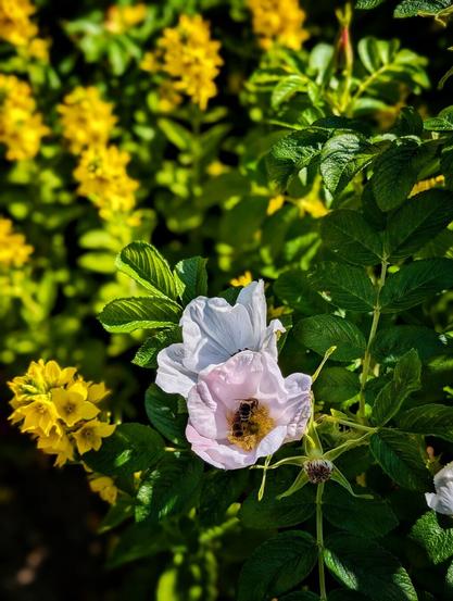 Zwei Bienen in einer Heckenrosen-Blüte, im Hintergrund unscharf gelbe Blüten