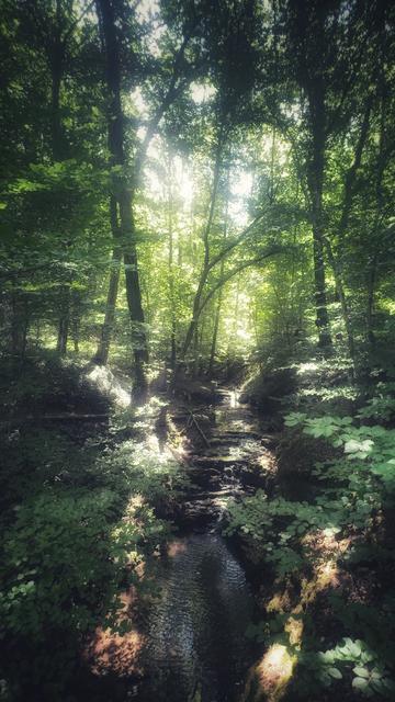 Es zeigt eine Waldszene mit üppigem Grün und einem kleinen Bach, der durch die Mitte fließt. Sonnenlicht dringt durch das dichte Blätterdach und wirft gesprenkeltes Licht und Schatten auf den Waldboden. Die dominierenden Farben sind verschiedene Grüntöne des Laubs und ein Hauch von Braun von den Baumstämmen und dem Boden. Die Gesamtstimmung ist ruhig und friedlich und fängt die Schönheit der Natur an einem stillen, abgelegenen Ort ein.