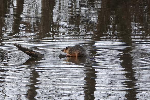 A Rakali or Australian Water-rat on a log in a river. It is surrounded by ripples and the fur is matted with water.