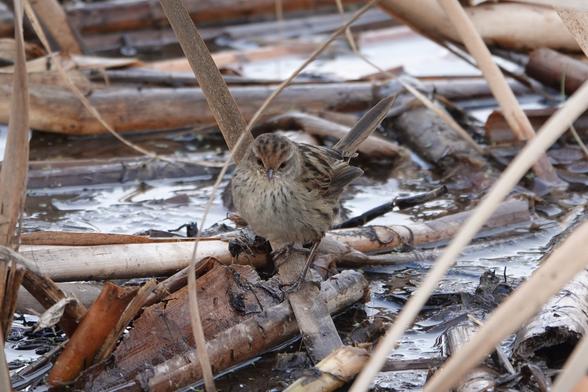 A Little Grassbird perching on broken reeds on the wet mud of a marsh. It is a small streaked bird with a chestnut cap and a long grey-brown tail.