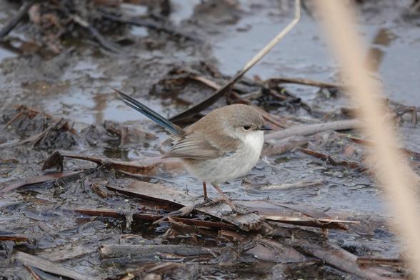 A male Superb Fairywren in its non-breeding plumage. It is standing on broken reeds on the wet mud of the marsh. The bird is cream below and has a long greyish-blue tail.