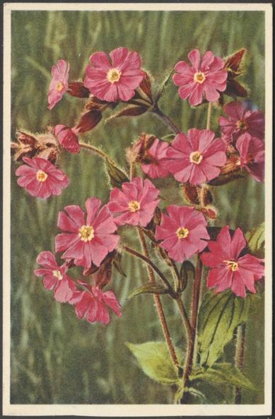 Printed colour postcard showing a group of Lychnis diurna or Silene dioica (Rote Lichtnelke, Compagnon Rouge or Red Campion).
Published by Gyger & Klopfenstein, Adelboden, No 2685, imported by Post Card & Variety Stores Ltd, London, c.1940s.
Postally unused.
Excellent condition, with minimal corner bumps.