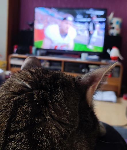 Hinterkopf einer Katze. Im Hintergrund ist ein Fernseher zu sehen, mit einem Footballspieler im Bild.