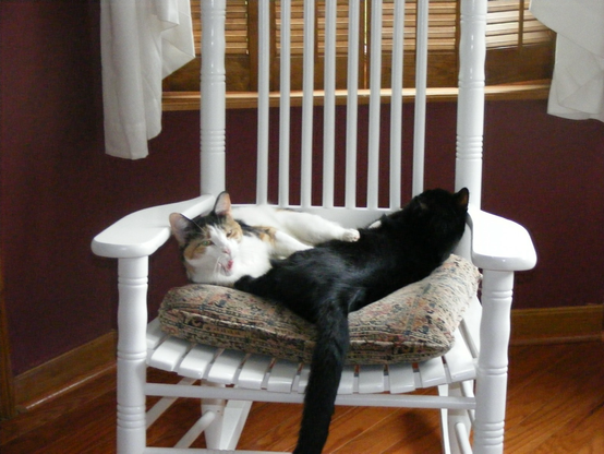 A calico kitten and a black kitten sharing a rocking chair