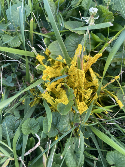 Bright yellow “insect egg slime mold” in our grass in the back yard.