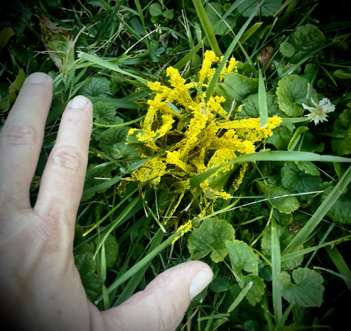 Bright yellow “insect egg slime mold” in our grass in the back yard. With my hand for scale.