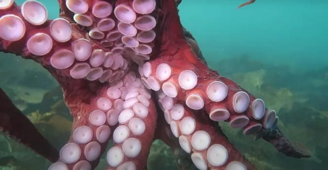 lexperience-genante-dun-bisou-de-pieuvre-video