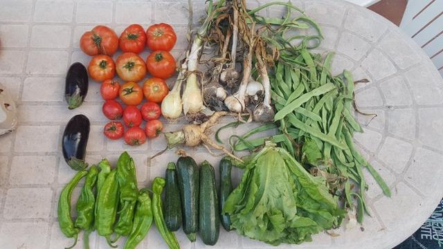 Contenido de la cesta de la semana con berenjenas, tomates, pimientos, calabacines, cebollas tiernas, ajos, lechuga, judías verdes y un nabo.