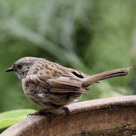 The photo is of a young and tiny Dunnock sitting on a feeding tray looking away from the camera.
Nice brown and beige colours. Black beak and black eyes.
"Other common names of the dunnock include: hedge accentor, hedge sparrow, hedge warbler, and titling"  Wikipedia