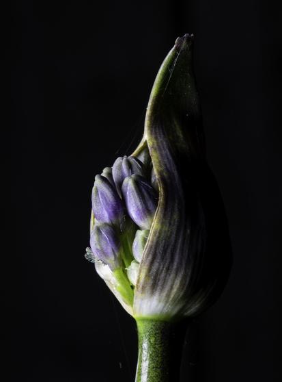 Close view of a flower pod. The pod is just opening and a few purple flowers are just peeking out. The background is black and there are greens and whites and purples.