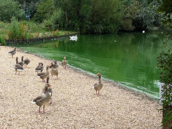 Geese on a pebble beach next to bright green water.