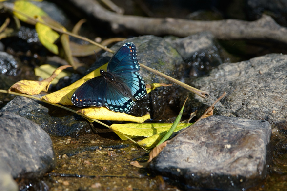 A Red-spotted Purple butterfly resting on a gold leaf on a wet rock in a very shallow stream. It’s predominantly dark blackish-blue with lighter iridescent blue patches, and has a couple white spots and two orange spots on the outside of each of its upper wings.