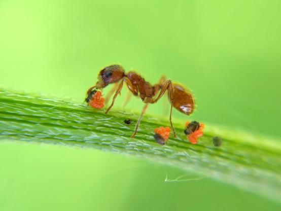 On a plant stem against a green background, a red-brown ant (Myrmica rubra, I think) gently touches a tiny black aphid with its antennae. There are so many bright red parasitic larval mites on it (and the other two aphids in the photo) that it is practically more mite than aphid.