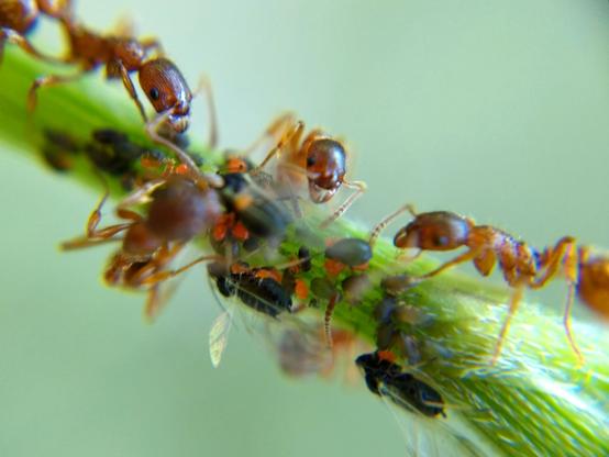 A much busier plant stem, with several M. rubra ants tending a crop of black aphids with plentiful but much smaller mites on them.