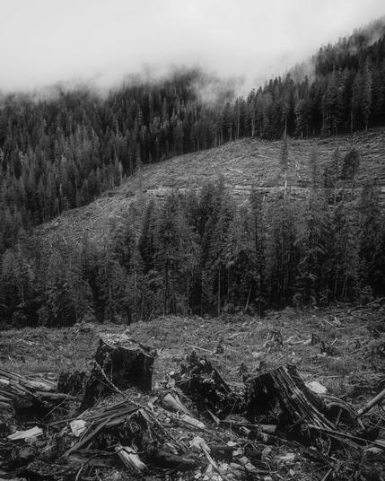 Old growth tree stumps in foreground. 2 logging clearcuts in front of the stumps with a strip of young trees in the middle. The upper clearcut runs up the mountain to another section of young trees. Foggy mist covers tree tops & obscures the mountain.