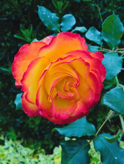 #IT's a #Variety of #Rose commonly referred to as #TequilaSunrise; because #LookAtIT...