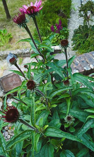 These are #NotPlums...