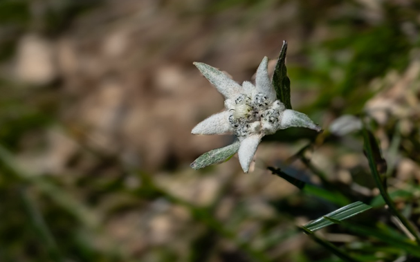 Edelweiss
