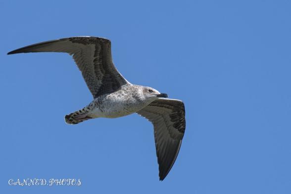 A bird with speckled feathers is flying against a clear blue sky.