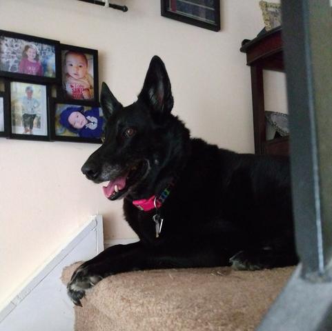 A black German Shepherd mix dog is lying on a carpeted landing on a stairway.  Her brown eyes are bright and her mouth is open, revealing her teeth and a long pink tongue.  Some photos are displayed on the wall beside her.