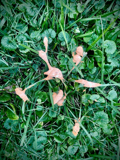 Insect slime mold - 2nd day after discovery - in the backyard.