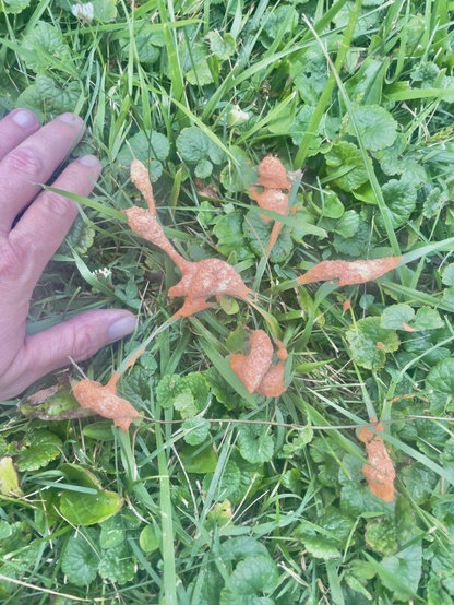 Insect slime mold - 2nd day after discovery - in the backyard.