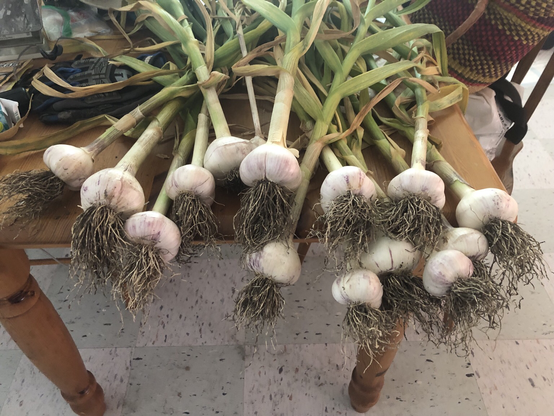 About a dozen freshly harvested bulbs of garlic, tops still attached, spread across a kitchen table.
