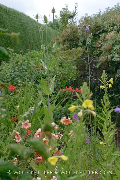 A densely planted border with many plants in flower. Dominant flower colours are yellow, blue, peach and red. Two plants in the centre are rising high above the others.
In the background on the left is a tall evergreen hedge. Background on the right is a large Cotoneaster.