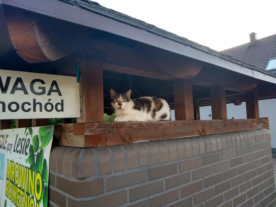 A white-black cat with a shocked face, lying down perfectly fit into a gap between a low wall and a roofing.

The cat is lying sideways, with its head turned towards the camera. Its eyes are open wide, eyes upright, mouth slightly crooked. Anthropomorphising, you could say it finds taking pictures distasteful. Its mostly white, with the top of its head, nose, back and some side at the rear black-brown.

Its lying between wooden columns connecting a small wall to the canopy.