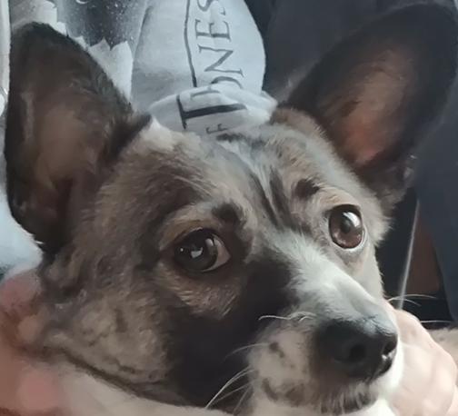 A derpy looking dog ❤️
