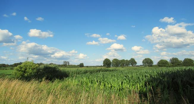 Blick über Gräser und ein Maisfeld. Unglaublich blauer Himmel und Schäfchenwolken.