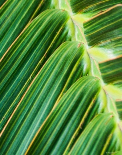 Close up of a palm frond takes on an abstract dimension.