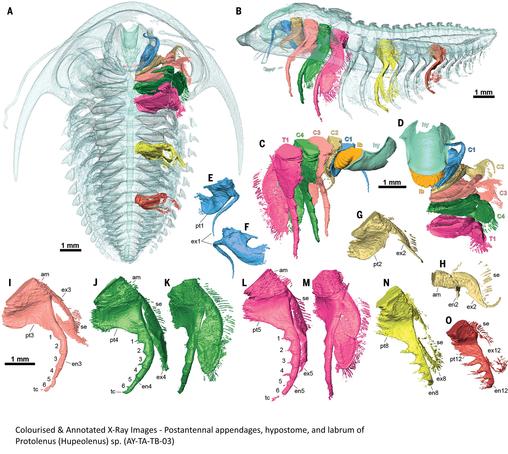 colourised and annotated images - Postantennal appendages, hypostome, and labrum of Protolenus (Hupeolenus) sp. (AY-TA-TB-03)