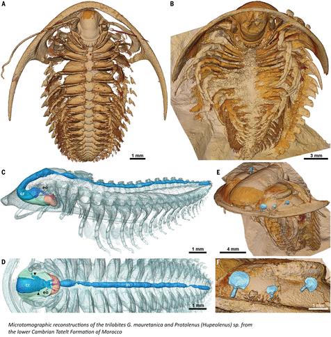 Microtomographic reconstructions of the trilobites G. mauretanica and Protolenus (Hupeolenus) sp. from the lower Cambrian Tatelt Formation of Morocco