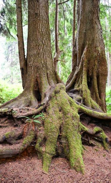 Two yellow cedar trees, growing alongside each other, sharing a root system. Large moss covered roots are visible above ground.