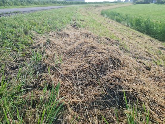 dijkberm bezaaid met grote hoeveelheden gemaaid, dor gras.