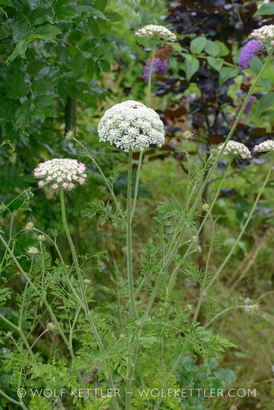 The photograph shows a large wildflower with tall stems and white, umbrella shaped flower heads made up of a huge number of individual, tiny flowers. The background is green and dark maroon foliage.