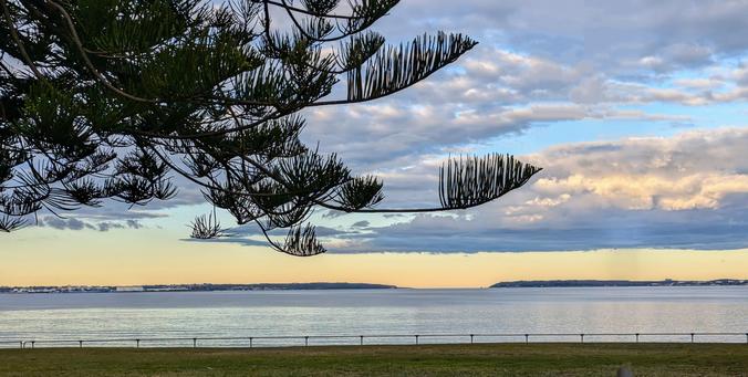 Botany bay harbour entry seen across the calm water under the branch of a tall Norfolk pine tree