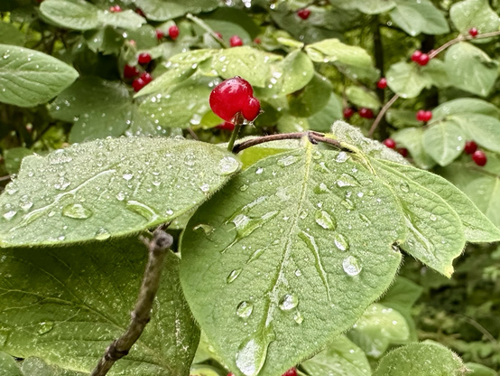 Rain drops on leaves