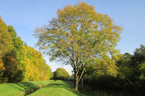 picture of an ash tree (Fraxinus excelsior) © WikimediaImages auf Pixabay