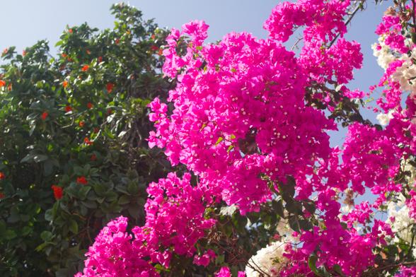 Lush pink flowers on a tree, green leaves in the background
