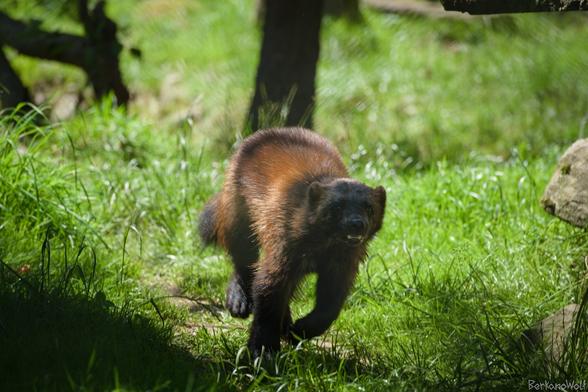 Photo of a wolverine running towards the camera