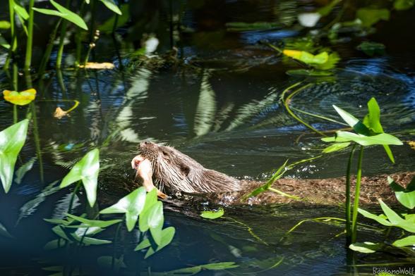 Photo of an otter with fish in mouth swimming