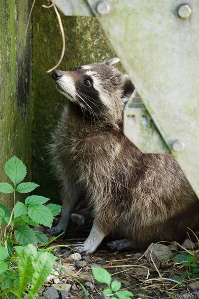 Close-up photo of a raccoon looking upward
