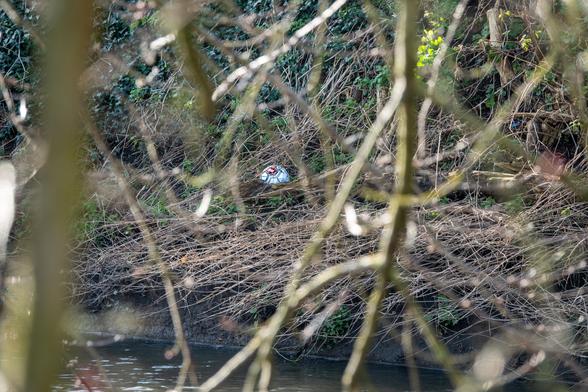 A football is visible in the undergrowth next to a river. Seen through the bare branches of a tree.